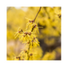Witch Hazel Hydrosol Floral Water - MakeItNatural