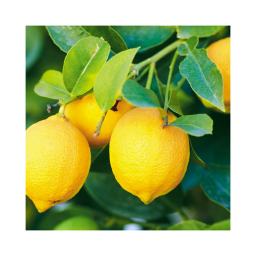 Lemon Cold Pressed Essential Oil - MakeItNatural