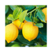 Lemon Cold Pressed Essential Oil - MakeItNatural