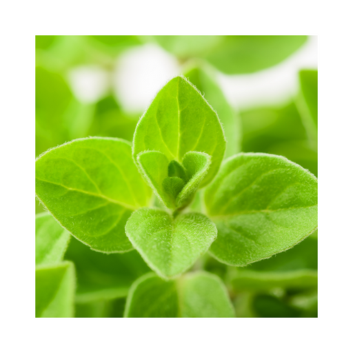 Marjoram Essential Oil - MakeItNatural