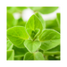 Marjoram Essential Oil - MakeItNatural
