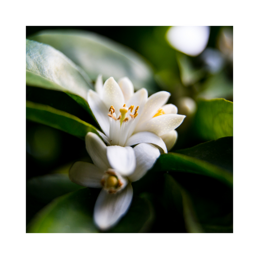 Neroli Essential Oil - MakeItNatural