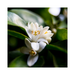 Neroli Essential Oil - MakeItNatural