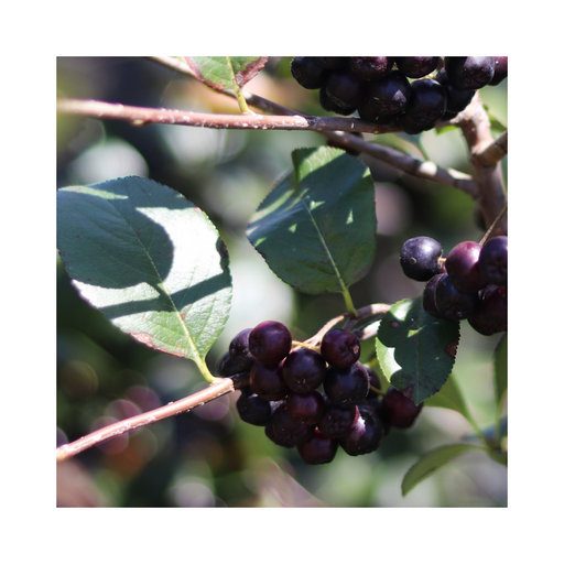 Acai Berry Virgin Carrier Oil - MakeItNatural