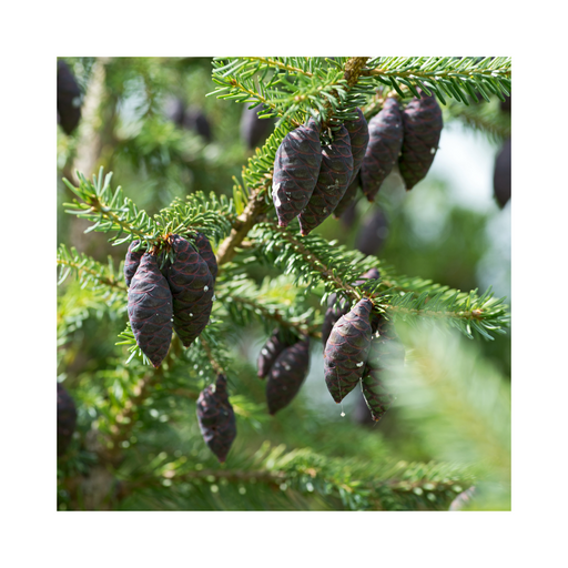 Spruce Black Essential Oil - MakeItNatural