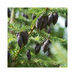 Spruce Black Essential Oil - MakeItNatural