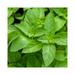 Peppermint Arvensis Essential Oil - MakeItNatural
