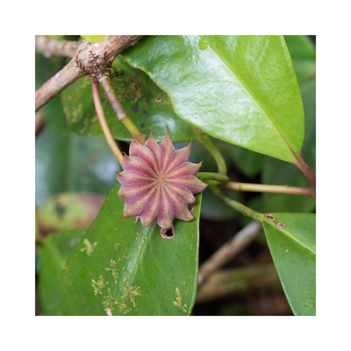Star Anise Organic Essential Oil - MakeItNatural