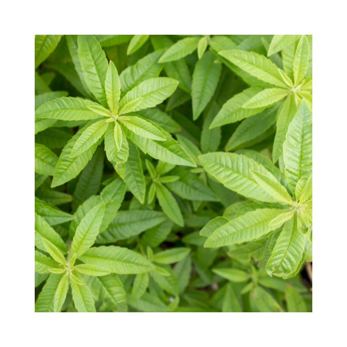Verbena Spanish Essential Oil - MakeItNatural