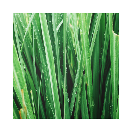 Vetiver Essential Oil - MakeItNatural