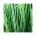 Vetiver Essential Oil - MakeItNatural