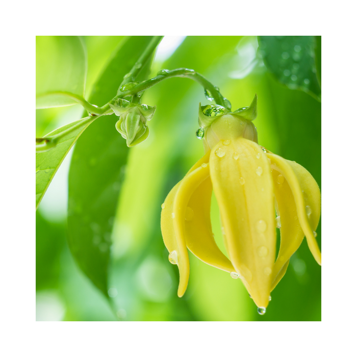Ylang Ylang 1st Essential Oil - MakeItNatural