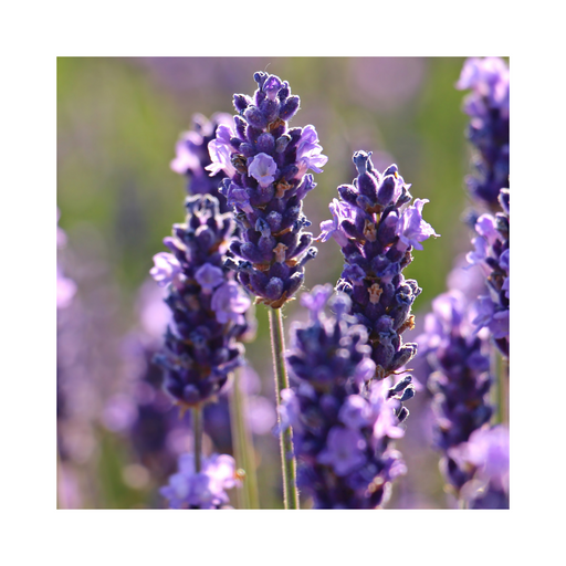 Lavandin Grosso Essential Oil - MakeItNatural