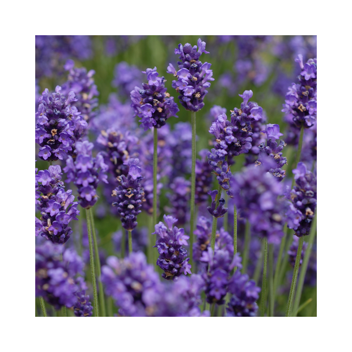 Lavender English (True) Essential Oil - MakeItNatural