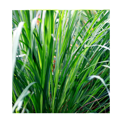 Palmarosa Essential Oil - MakeItNatural