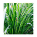 Palmarosa Essential Oil - MakeItNatural