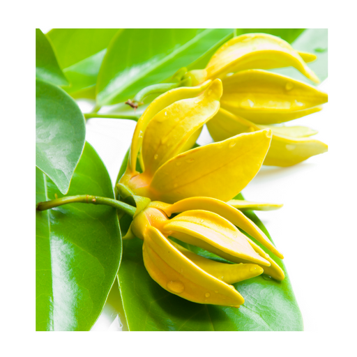 Ylang Ylang 2nd Essential Oil - MakeItNatural