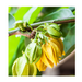Ylang Ylang 3rd Essential Oil - MakeItNatural
