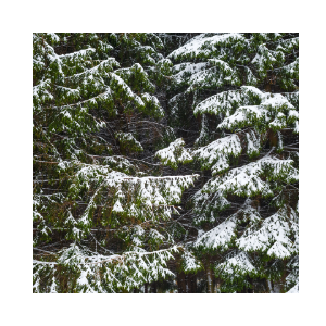 Frozen Magic Fragrance Oil - MakeItNatural