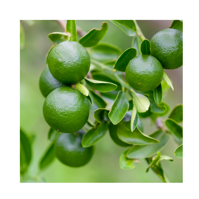 Lime Essential Oil (Cold Pressed): - MakeItNatural
