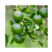 Lime Essential Oil (Cold Pressed): - MakeItNatural