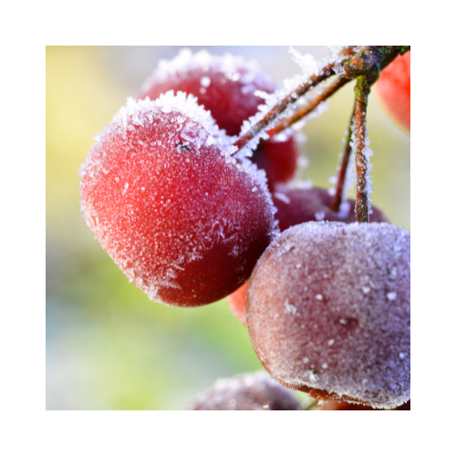 Frosted Plum Fragrance Oil - MakeItNatural