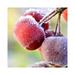Frosted Plum Fragrance Oil - MakeItNatural