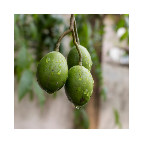 Olive Extra Virgin Carrier Oil Organic - MakeItNatural